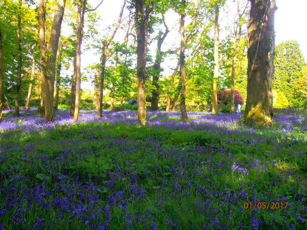 Larkfield House B&B, Ballycasheen Kerry V93 Wd51 Killarney Exteriér fotografie
