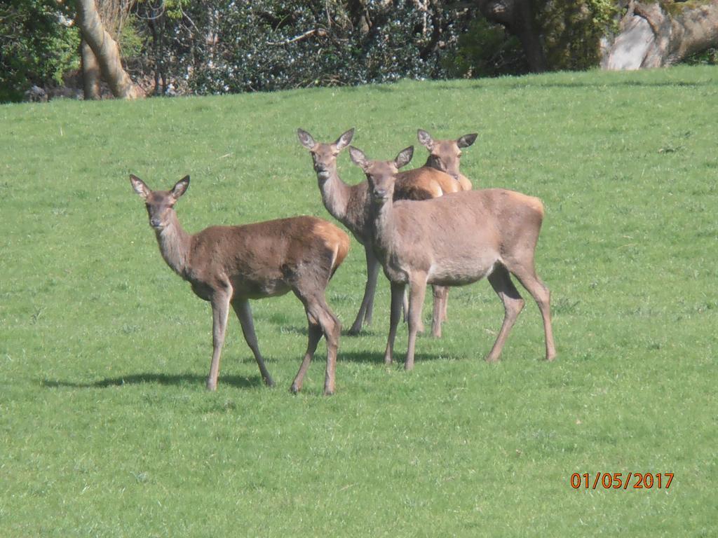 Larkfield House B&B, Ballycasheen Kerry V93 Wd51 Killarney Exteriér fotografie