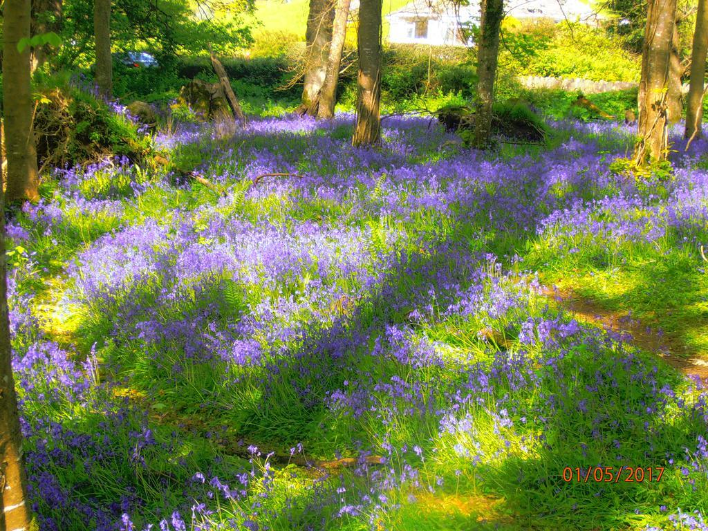 Larkfield House B&B, Ballycasheen Kerry V93 Wd51 Killarney Exteriér fotografie
